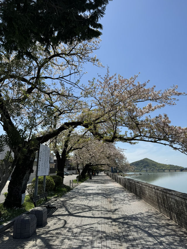 🌸【名古屋櫻花秘境｜犬山城下的櫻花】  