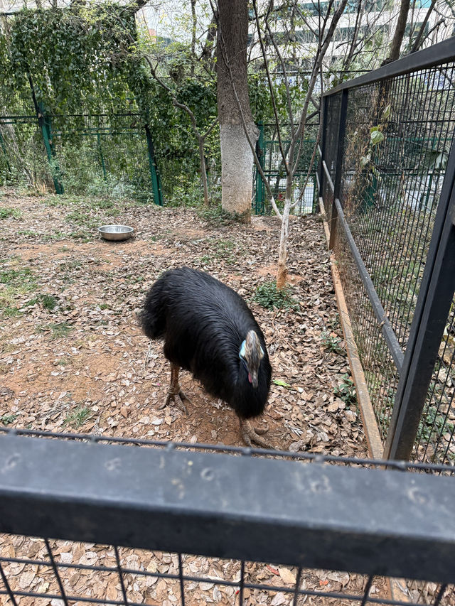 Kunming Zoo จุดชมดอกไม้บาน