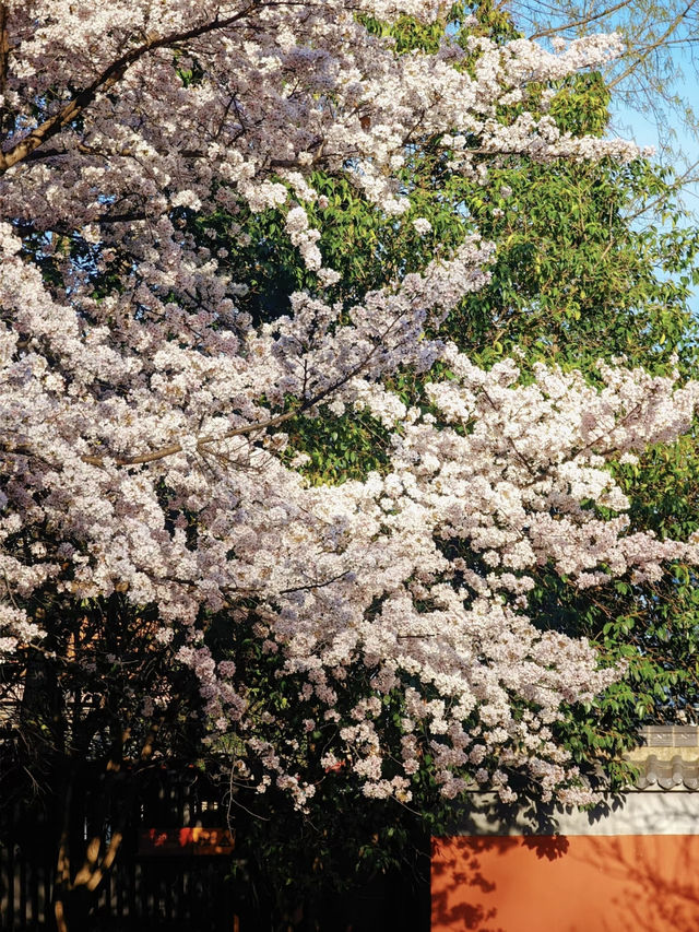 📍 Found the Dreamy Cherry Blossoms in Qujiang! 🌸✨