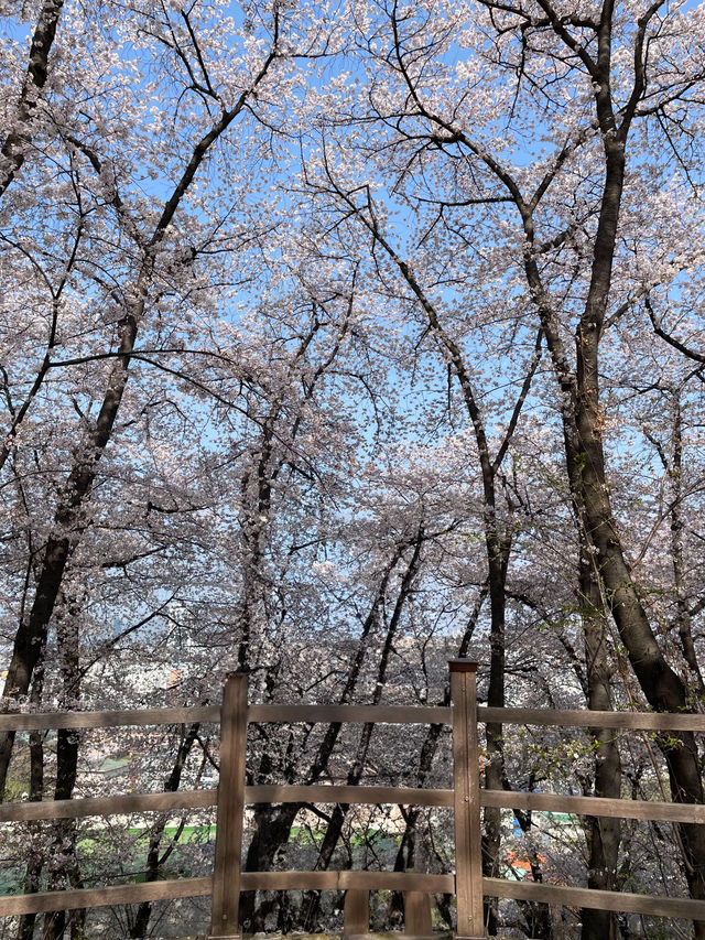 대전벚꽃나들이 모음🌸