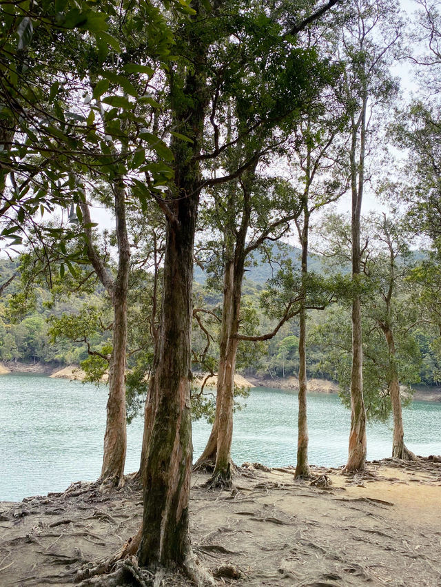 白千層｜香港最易徒步打卡景點🌳