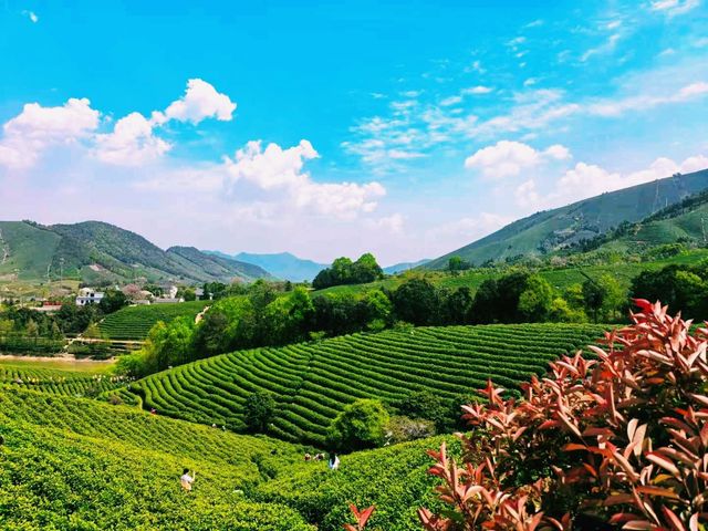 中國浙江湖州著名景點安吉白茶觀景平台遊玩攻略，適合打卡拍照📸