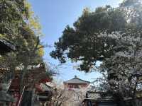 神秘的地方～櫻吹雪🌸