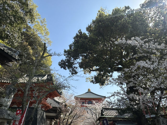 神秘的地方～櫻吹雪🌸