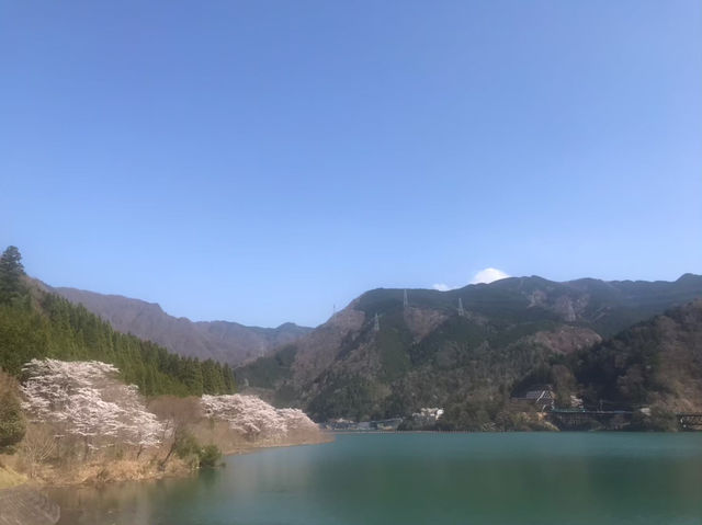 琵琶湖周辺の桜：湖畔で楽しむ春の絶景🌸
