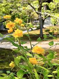 Spring Stroll at Kanshuji Temple