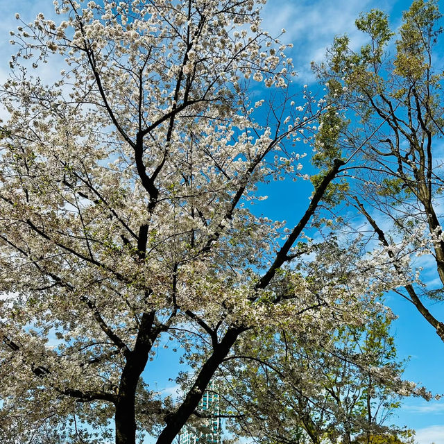 中島公園•櫻花下的城市綠洲