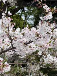 【🇯🇵】桜吹雪がキレイな隅田公園 墨堤🌸