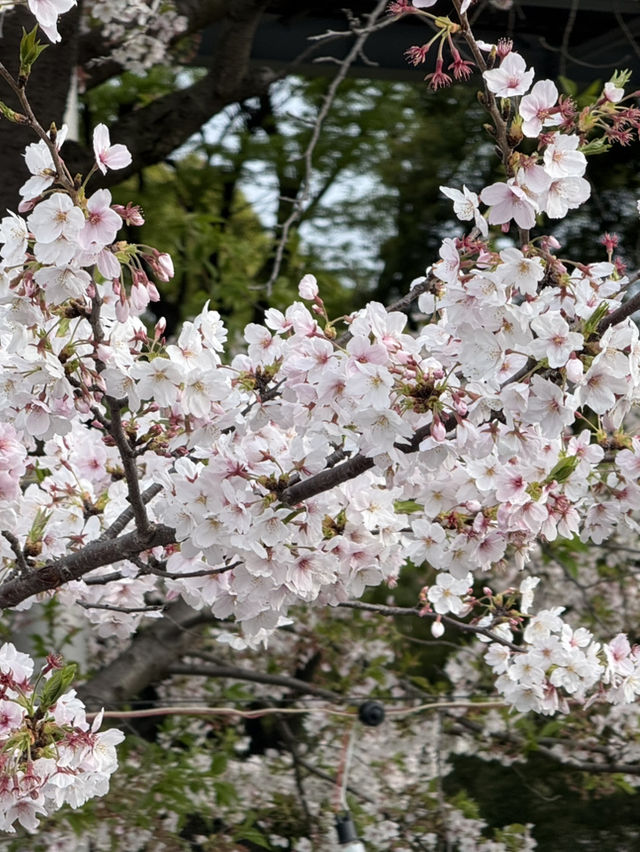 【🇯🇵】桜吹雪がキレイな隅田公園 墨堤🌸