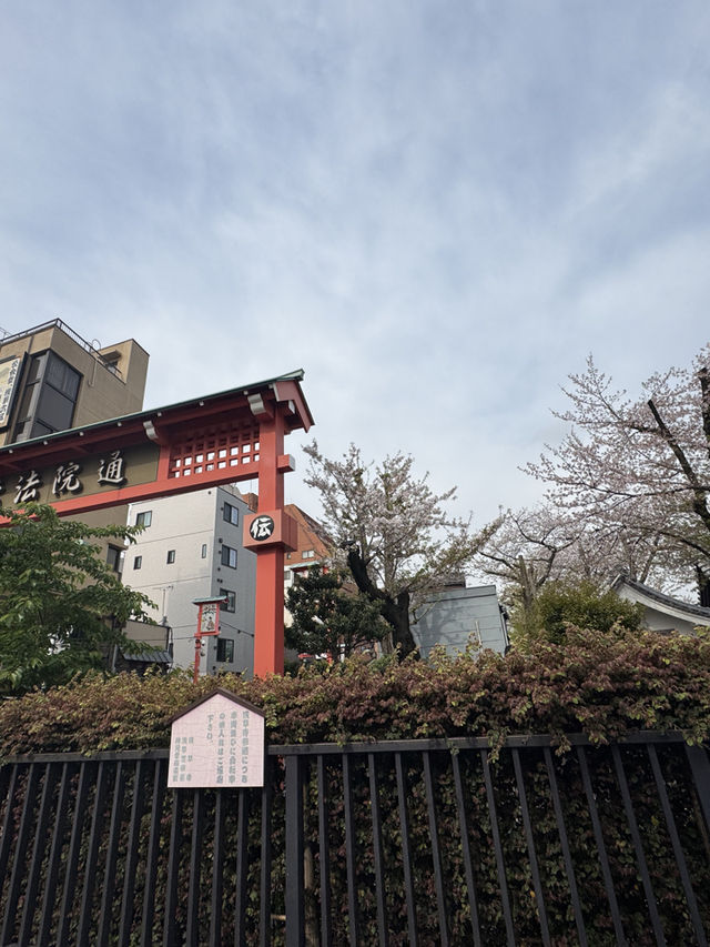 東京｜淺草寺櫻花一日遊 🌸