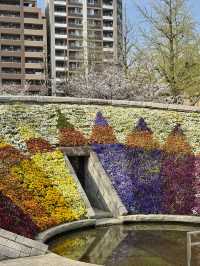 Spring Stroll in Yokoamicho Park🌼
