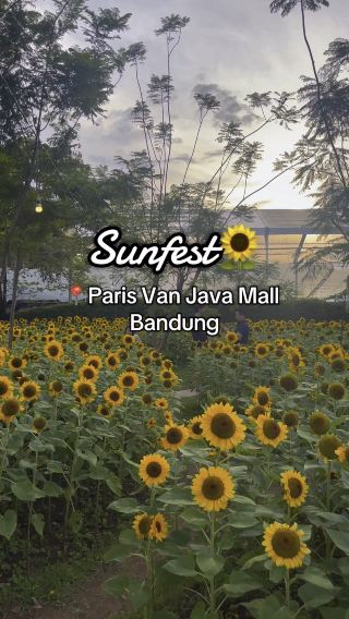 🌻Sunfest at Paris Van Java Mall 🇮🇩Bandung