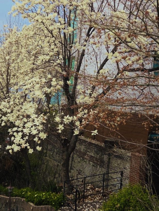 Unveiling the Pink Paradise: Jayu Park Awaits! 🌸➡️🌳🌸