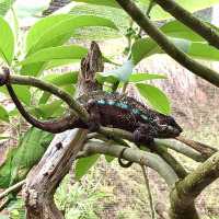 Réserve Peyrieras Madagascar Exotic｜近距離認識馬達加斯加生物