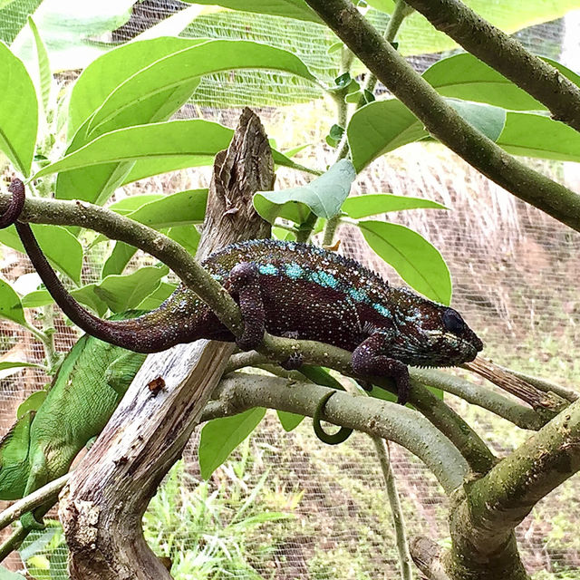 Réserve Peyrieras Madagascar Exotic｜近距離認識馬達加斯加生物