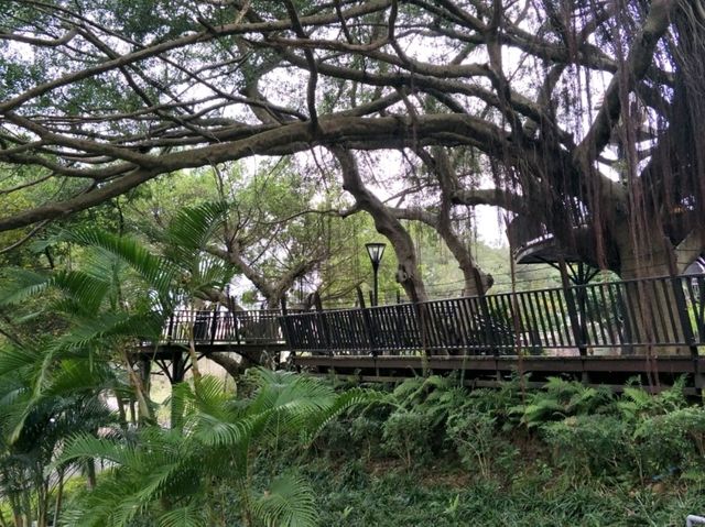 #奧爾森林學堂-桃園市桃園區