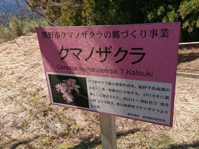 🌸クマノザクラ🌸