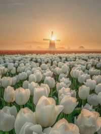 Tulip Farming