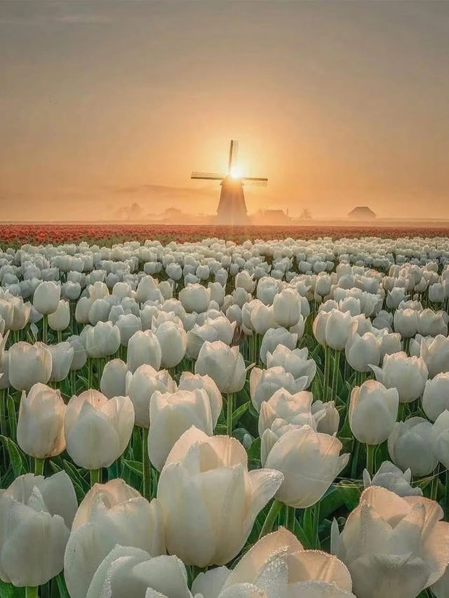 Tulip Farming