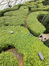 A Fun Challenge: Hedge Maze at Jewel Changi Airport 