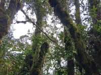 Cameron Highlands trek