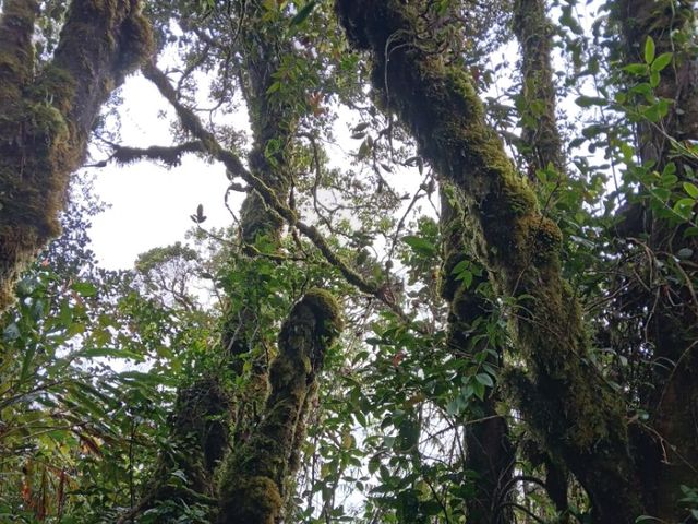 Cameron Highlands trek