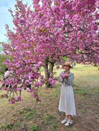 포토존 가득한 경주 봄꽃여행코스 탑티어🌸