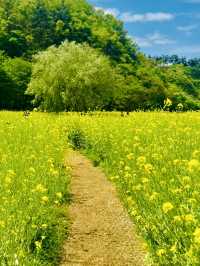 Palhyeon Ecological Park: A Springtime Yellow Flower Haven