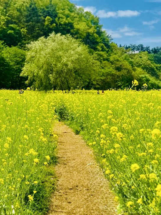 Palhyeon Ecological Park: A Springtime Yellow Flower Haven