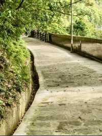 承天禪寺步道走向桐花公園賞油桐花