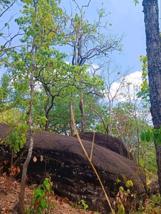 Climbing the mountain to pick wild Siam tulips in Mukdahan
