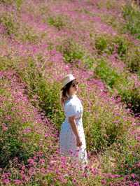 Hokkaido Flower park Khaoyai