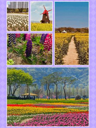 Floral Beauty of Namji Sports Park
