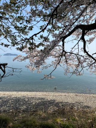 Kaizu Osaki Sakura | The Scenic Sakura Road Along Lake Biwa