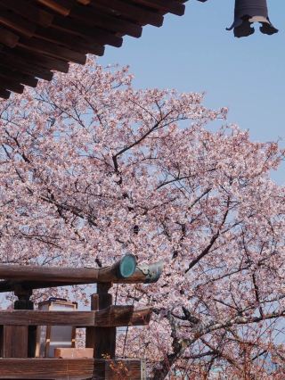 🌸 Chase Cherry Blossoms at Mitsu-dera, the Temple with a Millennium-Old Connection to Kōkei-ji 🌸