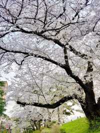 Hidden Cherry Blossom Spots in Tokyo 🌸✨