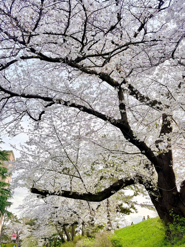 Hidden Cherry Blossom Spots in Tokyo 🌸✨