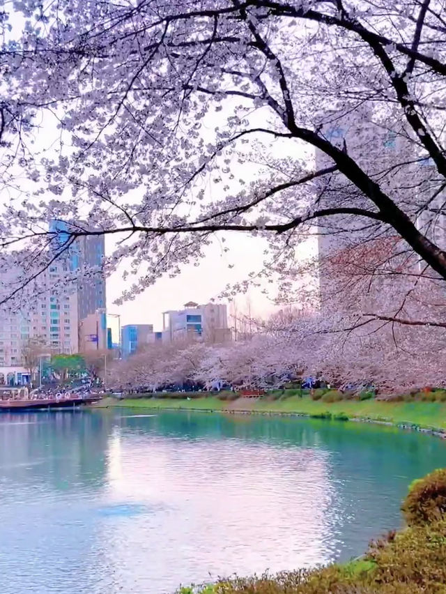 Reflections of Spring: Cherry Blossoms at Seokchon Lake