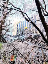 Whispers of Spring at Kyoto’s Rokkakudo