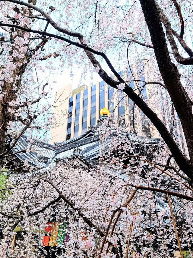 Whispers of Spring at Kyoto’s Rokkakudo