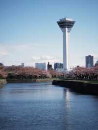 Pink Horizons: Cherry Blossoms in Hakodate