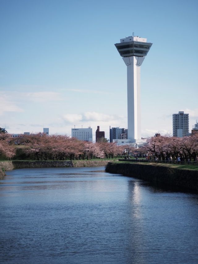 Pink Horizons: Cherry Blossoms in Hakodate