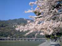 🍃 Arashiyama Adventure: Bamboo Forests, Secret Spots & Bridge Selfies! 🌉