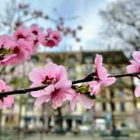 Spring Blooms in Zurich: A Floral Wonderland