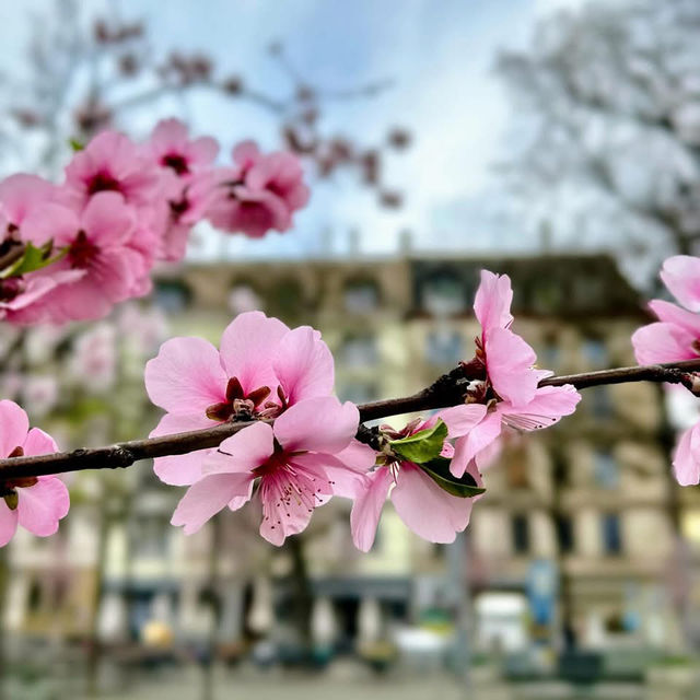 Spring Blooms in Zurich: A Floral Wonderland