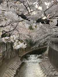 🌸 Kanda River Cherry Blossoms: A Perfect Spring Moment 🌸