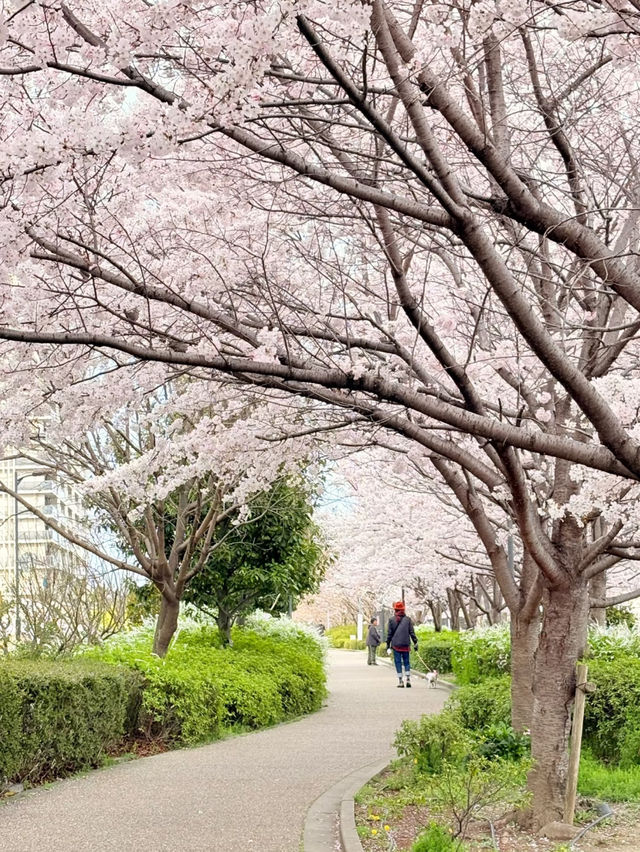 🌸 Osaka's Hidden Cherry Blossom Avenue: A Night to Remember 🌙