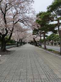 Towada Sakura – A Blooming Tunnel in Northern Japan