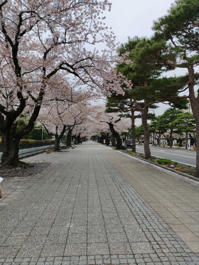 Towada Sakura – A Blooming Tunnel in Northern Japan