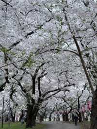 Tsurunodai Bridge Sakura | Where Cranes Dance with Late Blooms